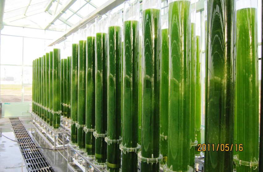 Description: http://www.bioenergychina.org/ea/image/colume.JPG